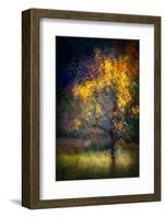 Fall Drama-Ursula Abresch-Framed Photographic Print