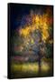 Fall Drama-Ursula Abresch-Framed Stretched Canvas