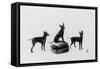 Fall, English Toy Terrier-Thomas Fall-Framed Stretched Canvas