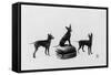 Fall, English Toy Terrier-Thomas Fall-Framed Stretched Canvas