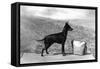 Fall, English Toy Terrier-Thomas Fall-Framed Stretched Canvas