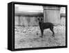 Fall, English Toy Terrier-Thomas Fall-Framed Stretched Canvas