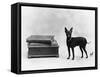 Fall, English Toy Terrier-Thomas Fall-Framed Stretched Canvas