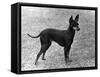 Fall, English Toy Terrier-Thomas Fall-Framed Stretched Canvas