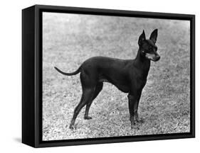 Fall, English Toy Terrier-Thomas Fall-Framed Stretched Canvas