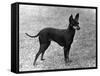 Fall, English Toy Terrier-Thomas Fall-Framed Stretched Canvas