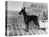 Fall, English Toy Terrier-Thomas Fall-Stretched Canvas