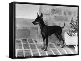 Fall, English Toy Terrier-Thomas Fall-Framed Stretched Canvas