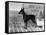 Fall, English Toy Terrier-Thomas Fall-Framed Stretched Canvas