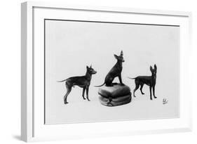 Fall, English Toy Terrier-Thomas Fall-Framed Photographic Print