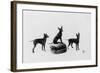 Fall, English Toy Terrier-Thomas Fall-Framed Photographic Print