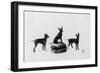 Fall, English Toy Terrier-Thomas Fall-Framed Photographic Print