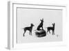 Fall, English Toy Terrier-Thomas Fall-Framed Photographic Print