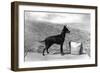 Fall, English Toy Terrier-Thomas Fall-Framed Photographic Print