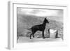 Fall, English Toy Terrier-Thomas Fall-Framed Photographic Print