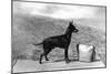 Fall, English Toy Terrier-Thomas Fall-Mounted Photographic Print