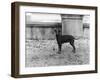 Fall, English Toy Terrier-Thomas Fall-Framed Photographic Print