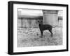 Fall, English Toy Terrier-Thomas Fall-Framed Photographic Print