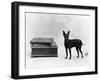 Fall, English Toy Terrier-Thomas Fall-Framed Photographic Print