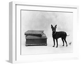 Fall, English Toy Terrier-Thomas Fall-Framed Photographic Print