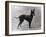 Fall, English Toy Terrier-Thomas Fall-Framed Photographic Print