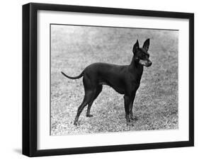 Fall, English Toy Terrier-Thomas Fall-Framed Photographic Print