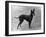 Fall, English Toy Terrier-Thomas Fall-Framed Photographic Print