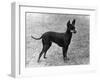 Fall, English Toy Terrier-Thomas Fall-Framed Photographic Print