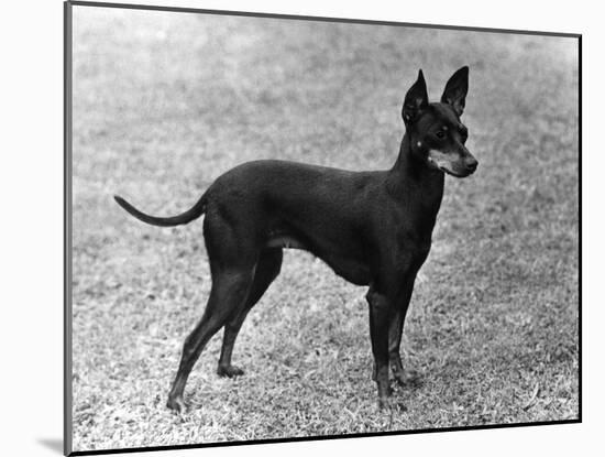 Fall, English Toy Terrier-Thomas Fall-Mounted Photographic Print