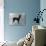 Fall, English Toy Terrier-Thomas Fall-Photographic Print displayed on a wall