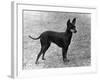 Fall, English Toy Terrier-Thomas Fall-Framed Photographic Print