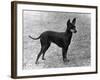 Fall, English Toy Terrier-Thomas Fall-Framed Photographic Print