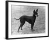 Fall, English Toy Terrier-Thomas Fall-Framed Photographic Print