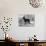 Fall, English Toy Terrier-Thomas Fall-Photographic Print displayed on a wall