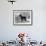 Fall, English Toy Terrier-Thomas Fall-Framed Photographic Print displayed on a wall