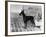 Fall, English Toy Terrier-Thomas Fall-Framed Photographic Print