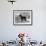 Fall, English Toy Terrier-Thomas Fall-Framed Photographic Print displayed on a wall