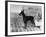 Fall, English Toy Terrier-Thomas Fall-Framed Photographic Print