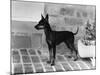 Fall, English Toy Terrier-Thomas Fall-Mounted Photographic Print