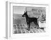 Fall, English Toy Terrier-Thomas Fall-Framed Photographic Print