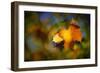 Fall Fantasy 1-Ursula Abresch-Framed Photographic Print