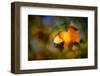 Fall Fantasy 1-Ursula Abresch-Framed Premium Photographic Print