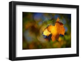 Fall Fantasy 1-Ursula Abresch-Framed Premium Photographic Print