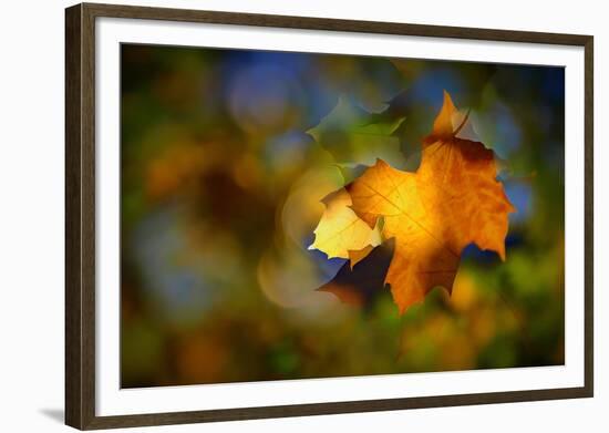 Fall Fantasy 1-Ursula Abresch-Framed Photographic Print