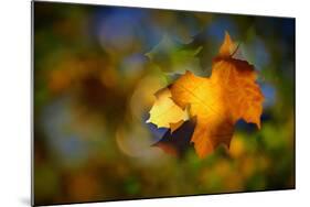 Fall Fantasy 1-Ursula Abresch-Mounted Photographic Print