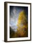 Fall Fantasy 2-Ursula Abresch-Framed Premium Photographic Print