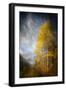 Fall Fantasy 2-Ursula Abresch-Framed Premium Photographic Print