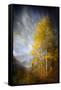 Fall Fantasy 2-Ursula Abresch-Framed Stretched Canvas