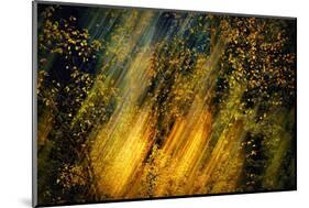 Fall Fantasy 2-Ursula Abresch-Mounted Photographic Print