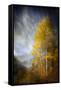 Fall Fantasy 2-Ursula Abresch-Framed Stretched Canvas